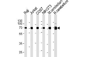 ACHE Antibody (C-term) (ABIN1882203 and ABIN2838474) western blot analysis in Raji,Jurkat,COS7,mouse NIH/3T3 cell line and mouse cerebellum,rat cerebellum tissue lysates (35 μg/lane). (Acetylcholinesterase antibody  (C-Term))