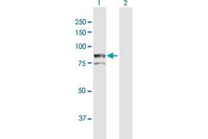 Western Blot analysis of AOC2 expression in transfected 293T cell line by AOC2 MaxPab polyclonal antibody. (AOC2 antibody  (AA 1-756))