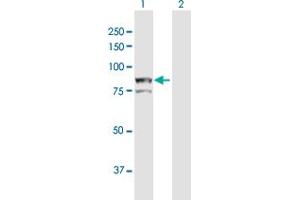 AOC2 antibody  (AA 1-756)