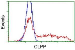 HEK293T cells transfected with either RC200301 overexpress plasmid (Red) or empty vector control plasmid (Blue) were immunostained by anti-CLPP antibody (ABIN2453956), and then analyzed by flow cytometry. (CLPP antibody)