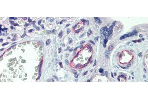 Immunohistochemistry with Human Placenta lysate tissue at an antibody concentration of 5. (Claudin 23 antibody  (C-Term))