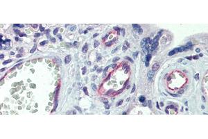 Immunohistochemistry with Human Placenta lysate tissue at an antibody concentration of 5.