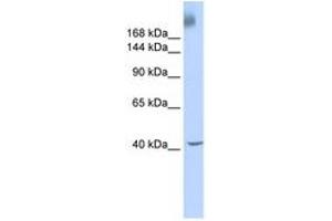 Image no. 1 for anti-TAF1 RNA Polymerase II, TATA Box Binding Protein (TBP)-Associated Factor, 250kDa (TAF1) (AA 1800-1849) antibody (ABIN6740301) (TAF1 antibody  (AA 1800-1849))