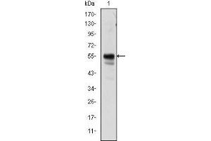Western blot analysis using RUNX1 mouse mAb against Jurkat cell lysate. (RUNX1 antibody)