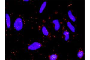 Proximity Ligation Analysis of protein-protein interactions between WNT5A and FZD5. (FZD5 antibody  (AA 72-161))