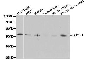 Western blot analysis of extracts of various cell lines, using BBOX1 antibody. (BBOX1 antibody)