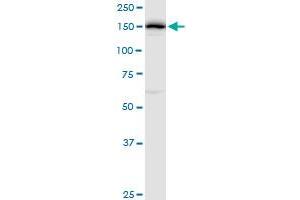 DHX29 MaxPab polyclonal antibody. (DHX29 antibody  (AA 1-1369))