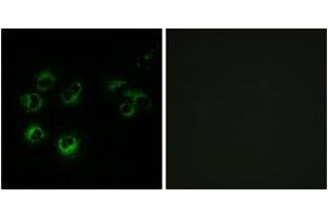 Immunofluorescence analysis of MCF-7 cells, using GPR42 Antibody.
