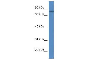 WB Suggested Anti-FLYWCH1 Antibody Titration: 1. (FLYWCH1 antibody  (C-Term))