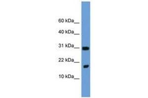 Image no. 1 for anti-Fibroblast Growth Factor 1 (Acidic) (FGF1) (N-Term) antibody (ABIN6746070) (FGF1 antibody  (N-Term))