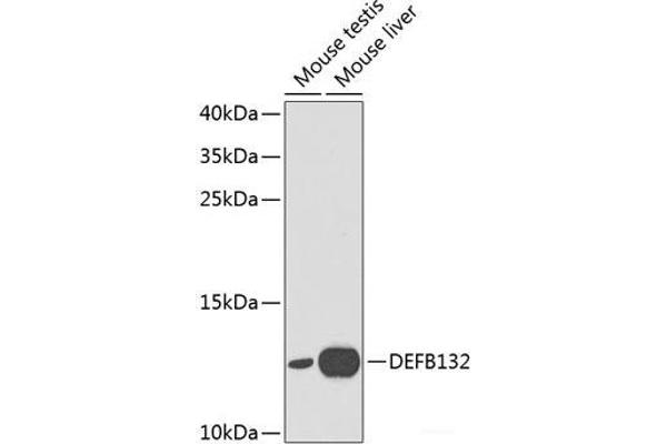 DEFB132 antibody
