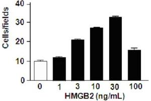 Migration assay with 3T3 mouse cells (HMGB2 Protein)
