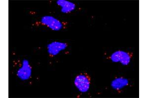 Proximity Ligation Analysis of protein-protein interactions between RPS6KA5 and ATF2. (ATF2 antibody  (AA 91-190))