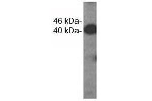 Western analysis of extracts from HDMEC cells using VEGFC antibody. (VEGFC antibody)