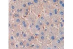 IHC-P analysis of Mouse Tissue, with DAB staining. (GZMA antibody  (AA 29-260))