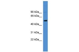 WB Suggested Anti-CD4 Antibody Titration: 0. (CD4 antibody  (C-Term))
