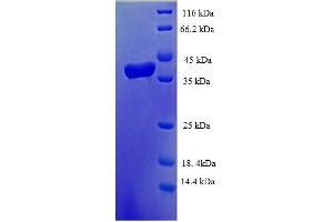 SDS-PAGE (SDS) image for Transcription Elongation Factor B (SIII), Polypeptide 1 (15kDa, Elongin C) (TCEB1) (AA 1-112), (full length) protein (GST tag) (ABIN4975633) (TCEB1 Protein (AA 1-112, full length) (GST tag))