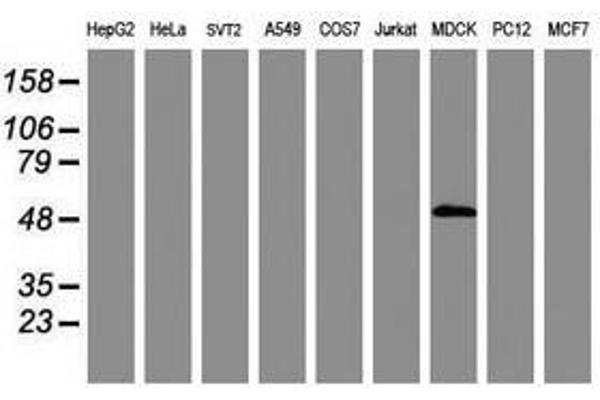 ZSCAN4 antibody  (AA 164-433)