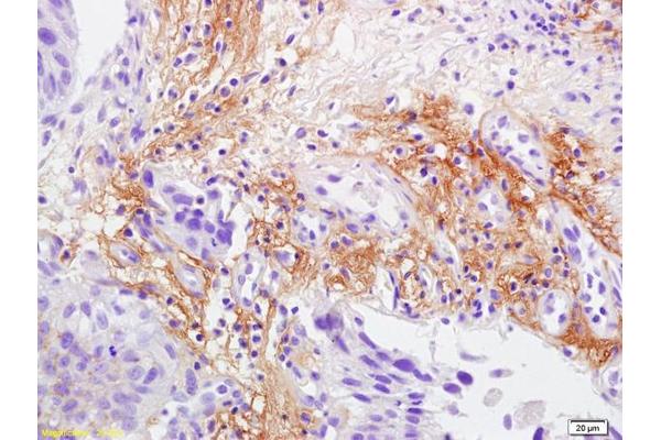 Laminin antibody  (AA 2051-2200)