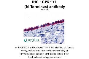 Image no. 1 for anti-G Protein-Coupled Receptor 133 (GPR133) (Extracellular Domain), (N-Term) antibody (ABIN1734935) (G Protein-Coupled Receptor 133 antibody  (Extracellular Domain, N-Term))