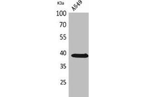 Western Blot analysis of A549 cells using NTCP Polyclonal Antibody. (SLC1A1 antibody  (C-Term))