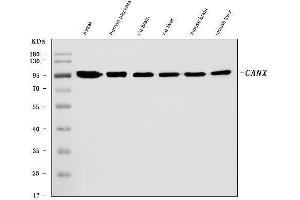 Western blot analysis of Calnexin/CANX using anti-Calnexin/CANX antibody (ABIN7602289).