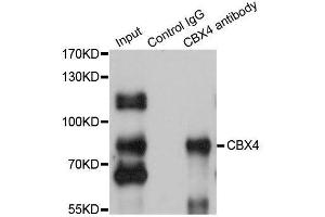 Immunoprecipitation analysis of 200ug extracts of HepG2 cells using 1ug CBX4 antibody. (CBX4 antibody  (AA 401-560))