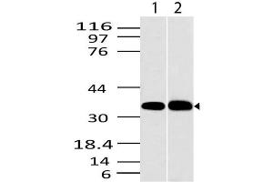 Image no. 1 for anti-C-Type Lectin Domain Family 1, Member A (CLEC1A) (AA 1-200) antibody (ABIN5027113) (CLEC1A antibody  (AA 1-200))