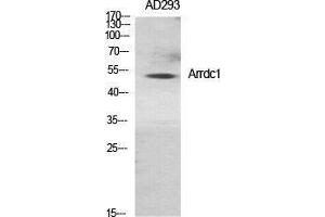 Western Blotting (WB) image for anti-Arrestin Domain Containing 1 (ARRDC1) (Internal Region) antibody (ABIN3183377) (ARRDC1 antibody  (Internal Region))