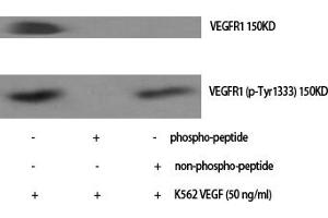Western Blotting (WB) image for anti-Fms-Related tyrosine Kinase 1 (VEGFR1) (FLT1) (pTyr1333) antibody (ABIN5961616) (FLT1 antibody  (pTyr1333))