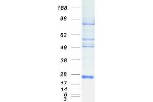 Validation with Western Blot (Destrin Protein (Transcript Variant 1) (Myc-DYKDDDDK Tag))