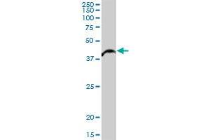 ALKBH1 MaxPab polyclonal antibody. (ALKBH1 antibody  (AA 1-389))