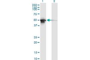 Western Blot analysis of PDIA6 expression in transfected 293T cell line by PDIA6 monoclonal antibody (M04), clone 3B4.