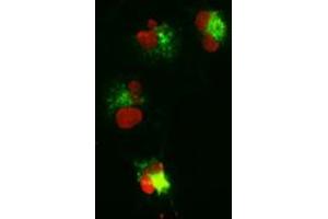 Anti-CTNNB1 mouse monoclonal antibody (ABIN2452251) immunofluorescent staining (Green) of COS7 cells transiently transfected by pCMV6-ENTRY CTNNB1 (RC208947). (CTNNB1 antibody  (AA 531-781))