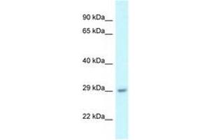 Image no. 1 for anti-Chromosome 1 Open Reading Frame 43 (C1orf43) (AA 28-77) antibody (ABIN6747675) (C1orf43 antibody  (AA 28-77))