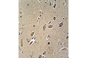 Immunohistochemical staining of formalin-fixed and paraffin-embedded human brain tissue reacted with NGFR monoclonal antibody  at 1:50-1:100 dilution.