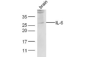 Mouse brain lysate probed with Anti-IL-6 Polyclonal Antibody  at 1:5000 90min in 37˚C. (IL-6 antibody  (AA 26-50))