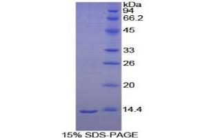 SDS-PAGE analysis of Goat Melatonin Receptor 1A Protein.