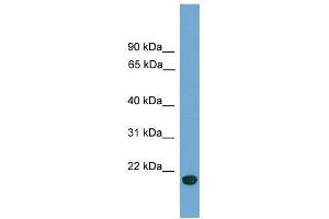 C9orf40 antibody used at 0. (C9orf40 antibody  (Middle Region))