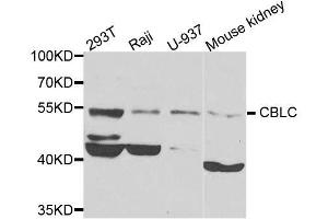 Western blot analysis of extracts of various cell lines, using CBLC antibody. (CBLC antibody  (AA 245-474))