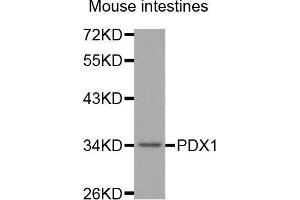 Western Blotting (WB) image for anti-Pancreatic and Duodenal Homeobox 1 (PDX1) antibody (ABIN3023469) (PDX1 antibody)