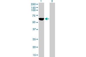 Western Blot analysis of LPL expression in transfected 293T cell line by LPL MaxPab polyclonal antibody. (Lipoprotein Lipase antibody  (AA 1-475))