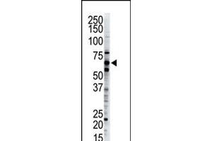 Antibody is used in Western blot to detect Dsk2 in HeLa cell lysate. (Ubiquilin 1 antibody  (C-Term))