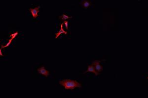 ABIN6276876 staining HepG2? (AKR1C3 antibody)