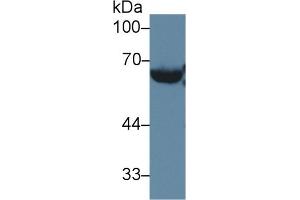 Rabbit Capture antibody from the kit in WB with Positive Control: Mouse serum. (LCAT ELISA Kit)