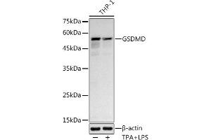 Western blot analysis of extracts of THP-1 cells, using GSDMD antibody (ABIN7267352) at 1:1000 dilution. (GSDMD antibody)