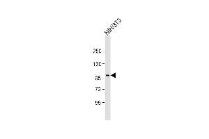 Anti-Ptk7 Antibody (C-term) at 1:2000 dilution + NIH/3T3 whole cell lysate Lysates/proteins at 20 μg per lane. (PTK7 antibody  (C-Term))