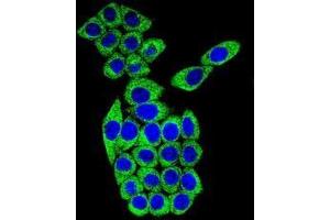 Confocal immunofluorescent analysis of MESDC2 Antibody (C-term)(Cat#AP52669PU-N) with 293 cell followed by Alexa Fluor 488-conjugated goat anti-rabbit lgG (green). (MESDC2 antibody  (C-Term))