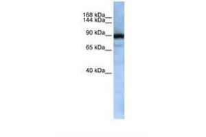 Image no. 1 for anti-Exportin, tRNA (Nuclear Export Receptor For TRNAs) (XPOT) (AA 362-411) antibody (ABIN6737946) (XPOT antibody  (AA 362-411))