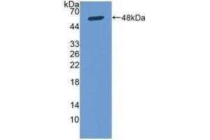Detection of Recombinant Osteonectin, Human using Polyclonal Antibody to Osteonectin (ON) (SPARC antibody  (AA 18-303))